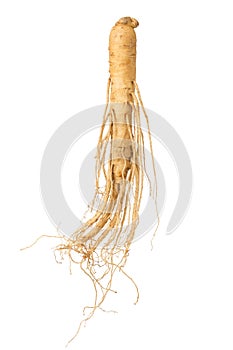 Fresh ginseng root isolated on white background