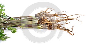 Fresh Ginseng Root