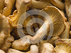 Fresh Girolle Mushrooms