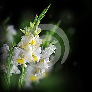 Fresh gladiolus on black background