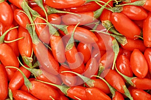 Fresh goji berries or Fresh Lycium barbarum