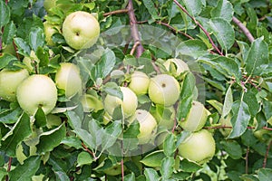 Fresh Golden Delicious Apples