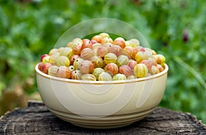 Fresh gooseberries in beige bowl on wood stump on nature green background