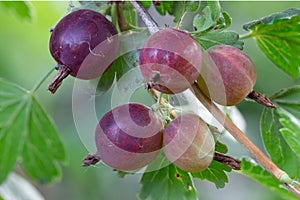 Fresh gooseberries on a branch of gooseberry bush with sunlight