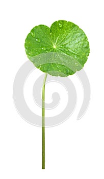 Fresh Gotu kola leaf with water dropplets