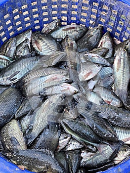 fresh Gourami fish in the market