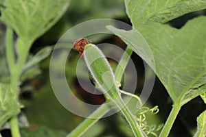 Fresh gourd vegetable growing in the garden,india