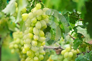 Fresh grape on bunches in farm