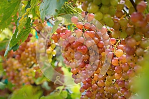 Fresh grape on bunches in farm