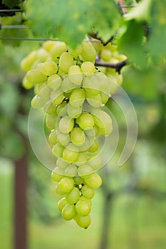 Fresh grape on bunches in farm