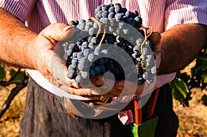 Fresco un grano de vino 