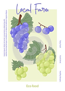 Fresh grape juice packaging design. Wine grapes, table grapes vector hand drawn card concept.