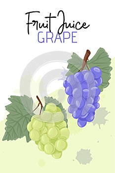 Fresh grape juice packaging design. Wine grapes, table grapes vector hand drawn card concept.