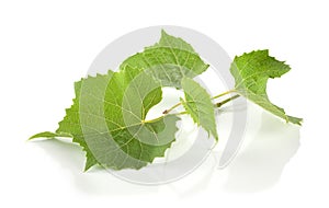Fresh grape leaves