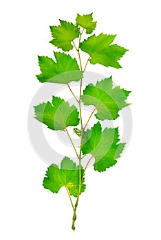 Fresh grape leaves