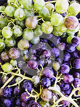 Fresh Grapes from Crete, Greece
