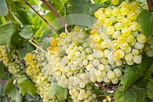 Fresh grapes field vineyard.