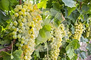 Fresh grapes field vineyard.