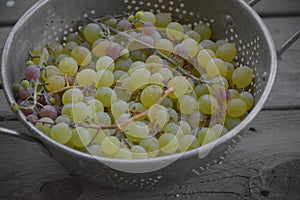 Fresh Grapes photo