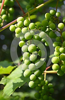 Fresh grapes on a grapevine