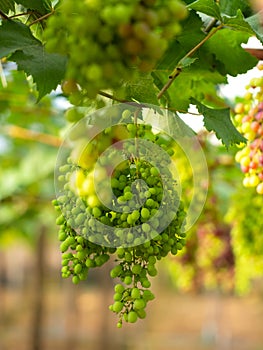 Fresh Grapes Hanging In Vineyard.