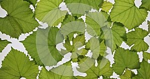 Fresh grapes leaves lies on white background. Rotation. Leaf texture. Background of leaves.