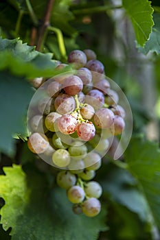 The fresh grapes in the summer vineyard look delicious in the sun