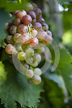 The fresh grapes in the summer vineyard look delicious in the sun