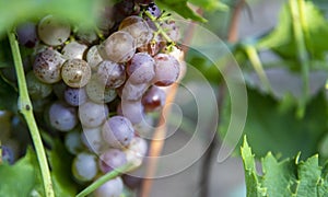 The fresh grapes in the summer vineyard look delicious in the sun