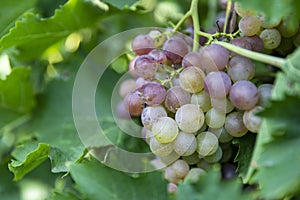 The fresh grapes in the summer vineyard look delicious in the sun