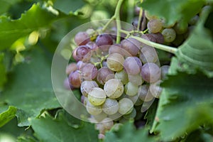 The fresh grapes in the summer vineyard look delicious in the sun