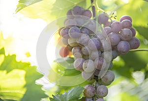 The fresh grapes in the summer vineyard look delicious in the sun