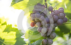 The fresh grapes in the summer vineyard look delicious in the sun