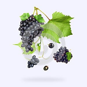 Fresh grapes and vine in air on white background