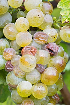 Fresh grapes in the vineyard