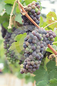 Fresh grapes in the vineyard.