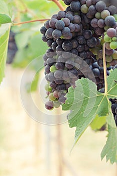 Fresh grapes in the vineyard.