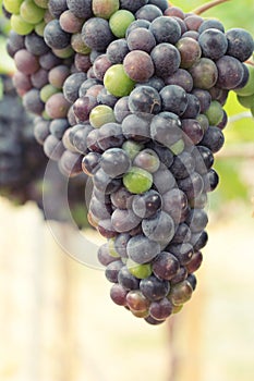 Fresh grapes in the vineyard.