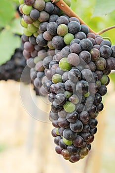 Fresh grapes in the vineyard.