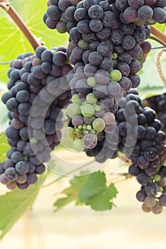 Fresh grapes in the vineyard.