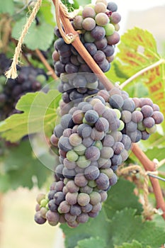 Fresh grapes in the vineyard.