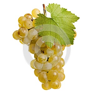 Fresh grapes of white wine