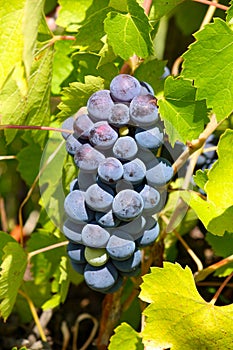 Fresh grapes in the wineyard