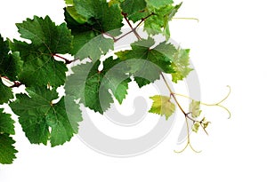 Fresh grapevine