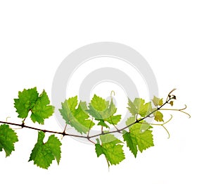 Fresh grapevine branch