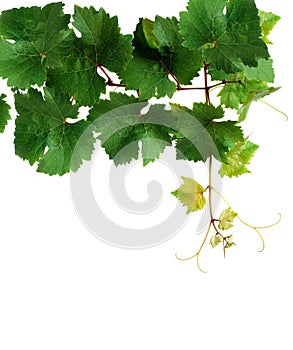 Fresh grapevine branch