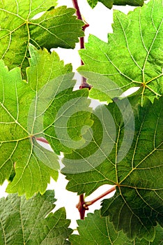 Fresh grapevine in detail