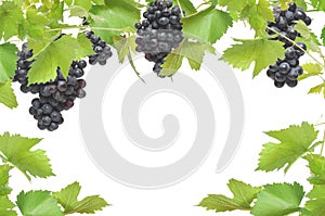 Fresh grapevine frame with black grapes