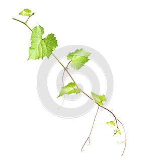 Fresh grapevine with leaves isolated