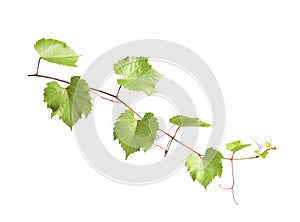 Fresh grapevine with leaves isolated